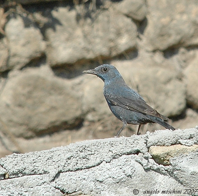 Passero solitario Monticola solitarius